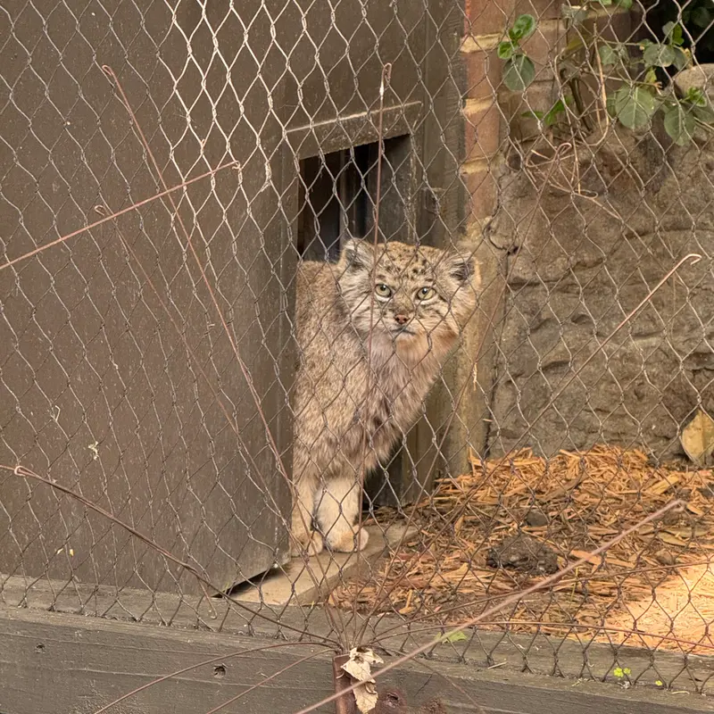 Фотография Бату в Зоопарке Проспект-парка