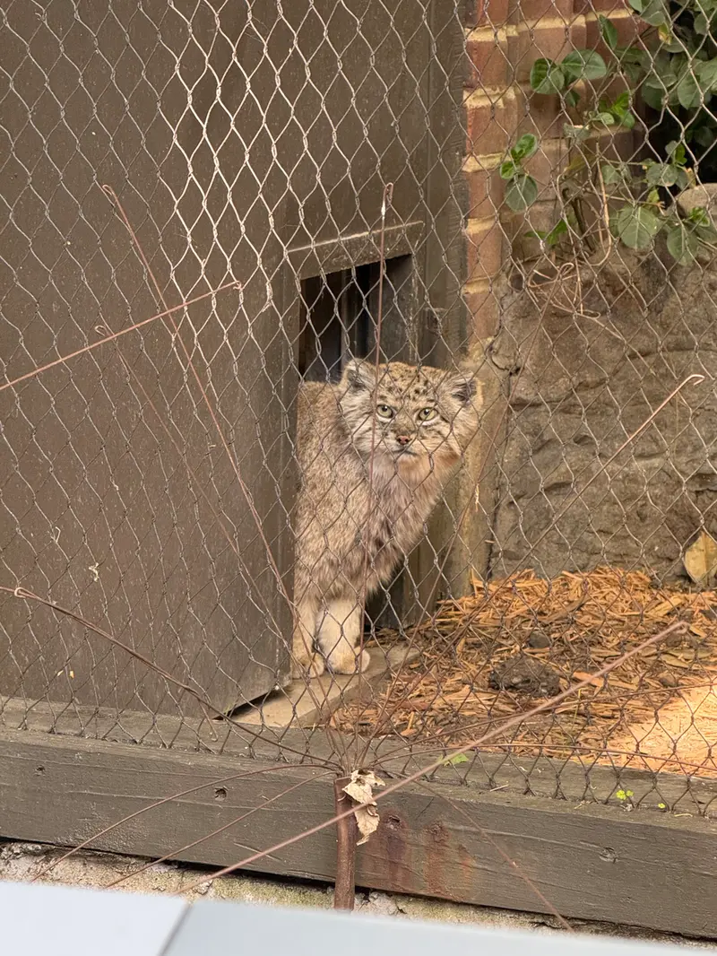 Фотография Бату в Зоопарке Проспект-парка
