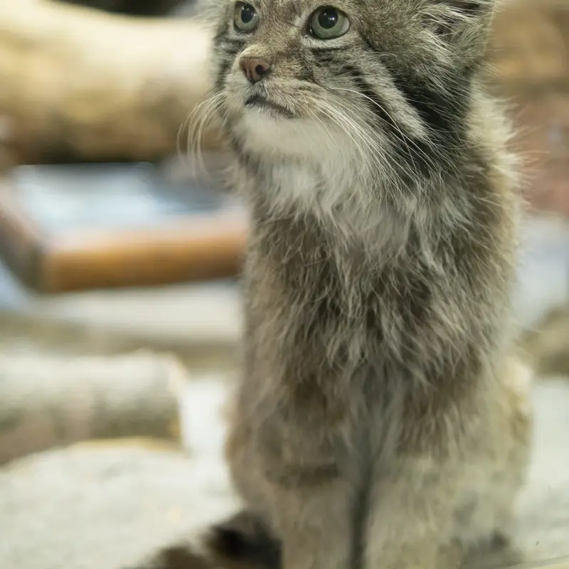 Фотография Клёна в Зоопарке Уено