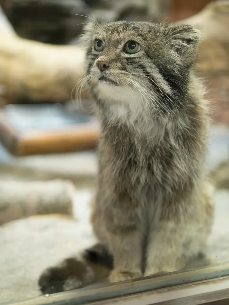 Фотография Клёна в Зоопарке Уено