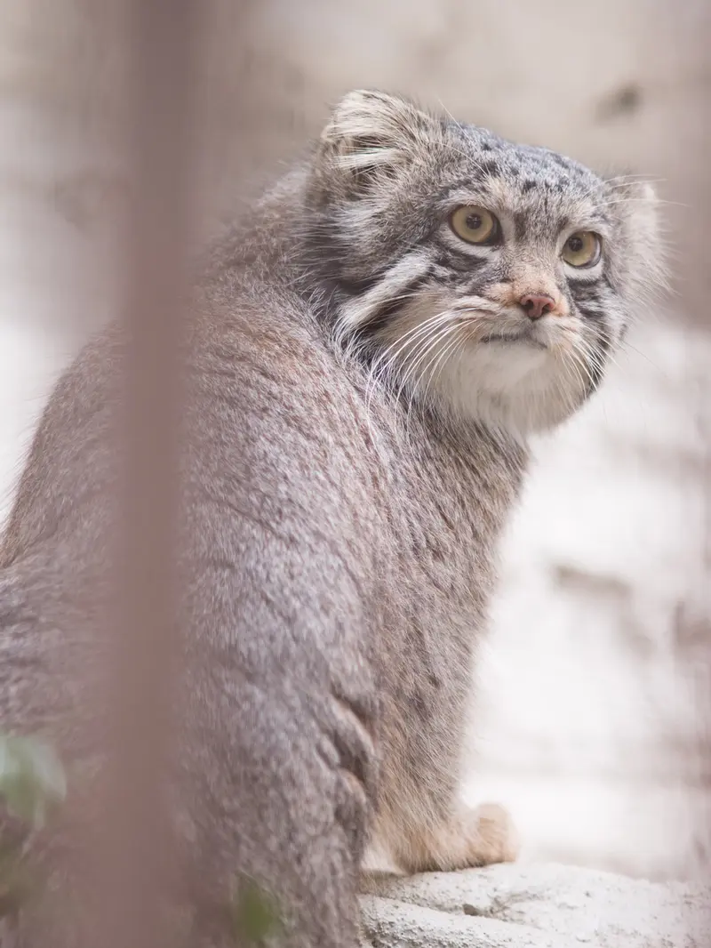 Фотография Фиги в Зоопарке Ногеяме