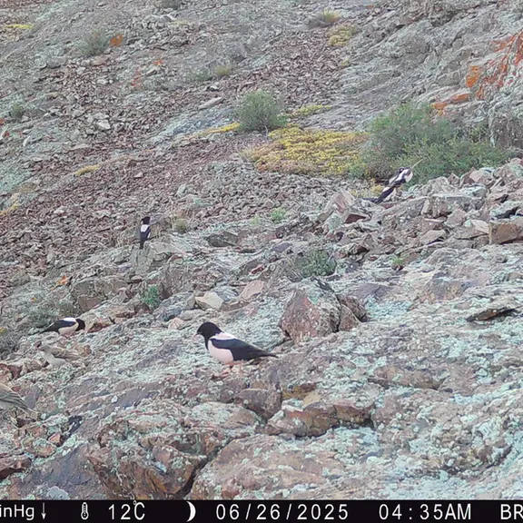 Фотография с манулом с фотоловушки Жанатор [новинка]