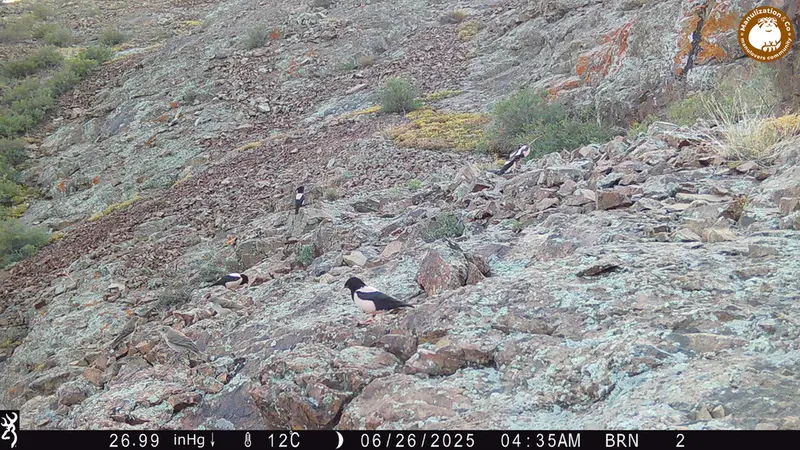 Фотография с манулом с фотоловушки Жанатор [новинка]