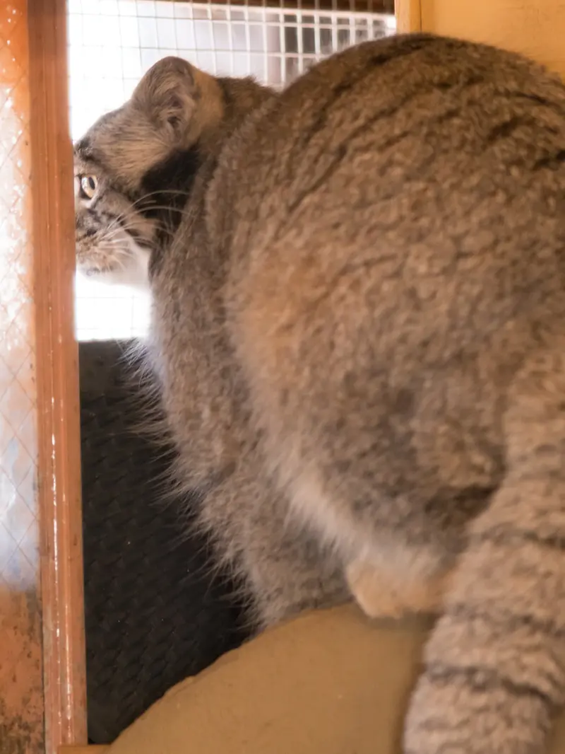 Фотография Ото в Детском зоопарке Сайтама