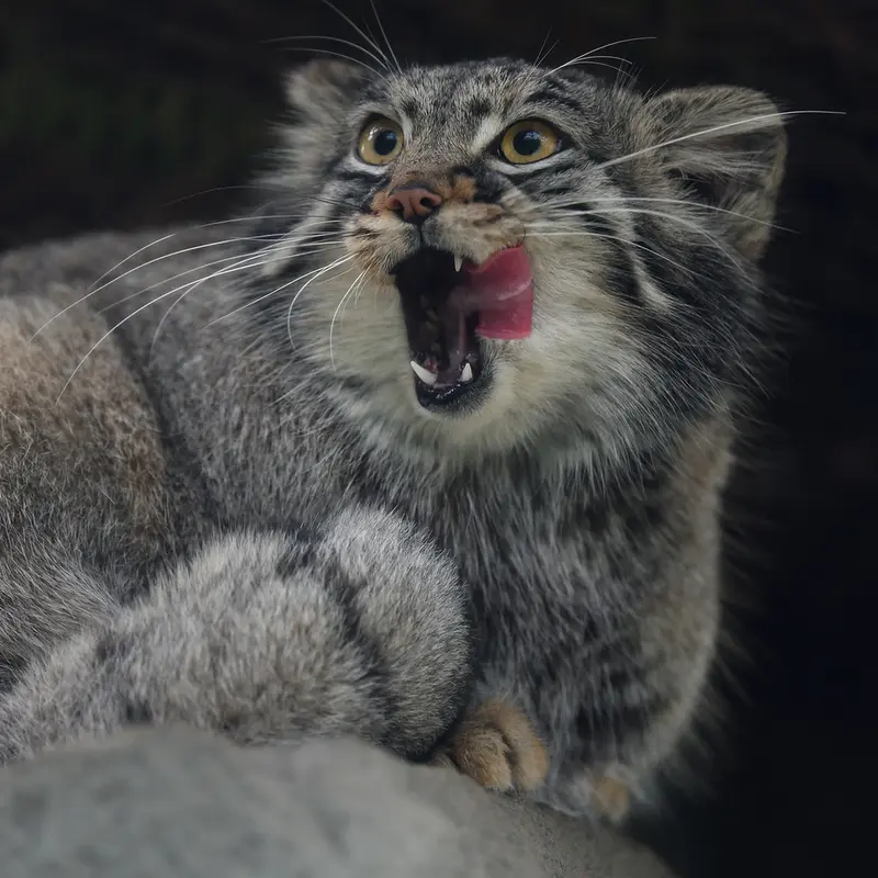 Фотография Мей в Царстве Животных Кобе