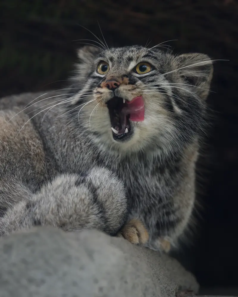 Фотография Мей в Царстве Животных Кобе