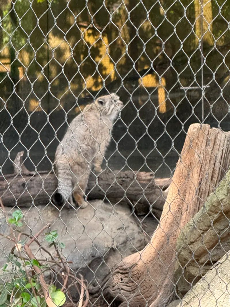 Фотография Бату в Зоопарке Проспект-парка