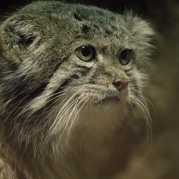 Фотография Клёна в Зоопарке Уено