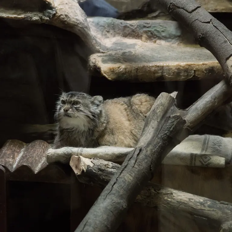 Фотография Примулы в Зоопарке Уено