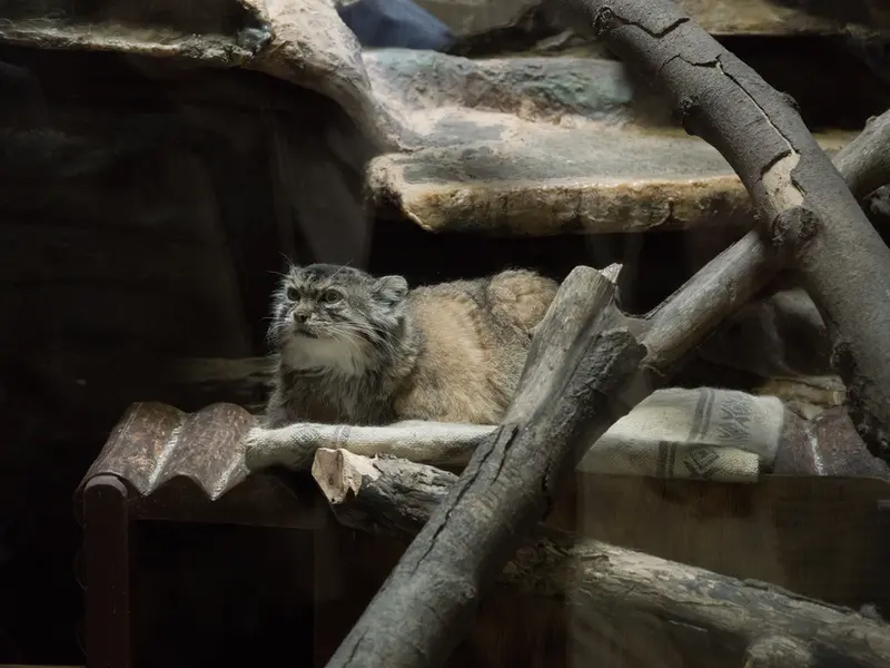 Фотография Примулы в Зоопарке Уено