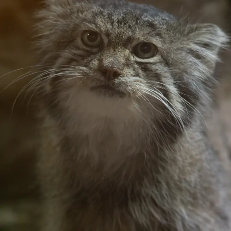 Фотография Клёна в Зоопарке Уено