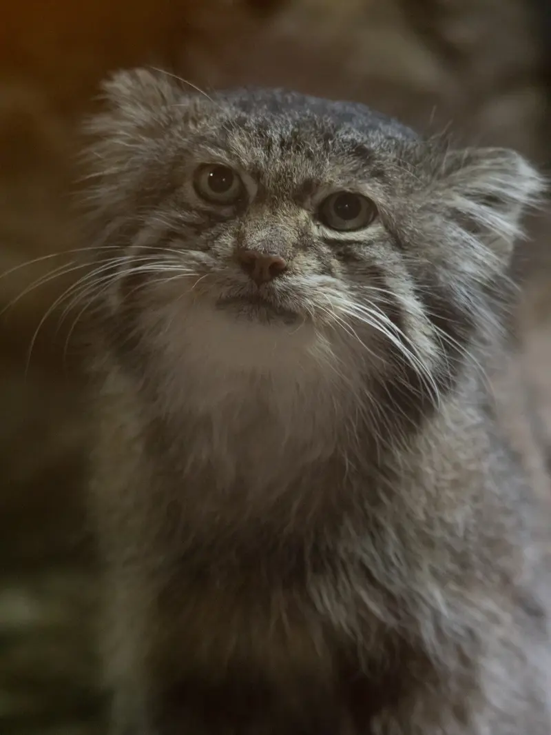 Фотография Клёна в Зоопарке Уено