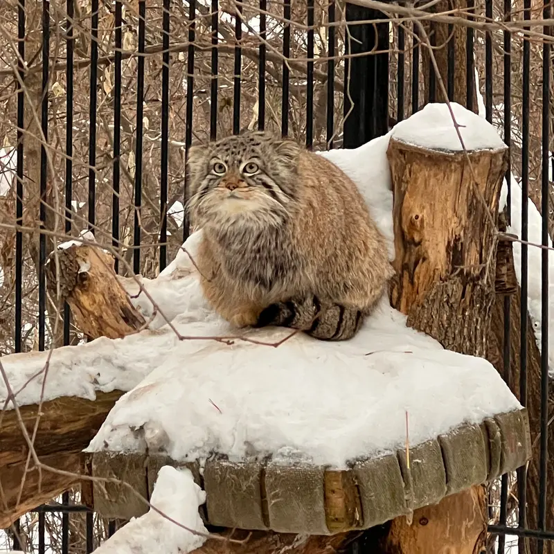 Фотография Евчика 2024 Г.р. Ⅳ в Новосибирском Зоопарке