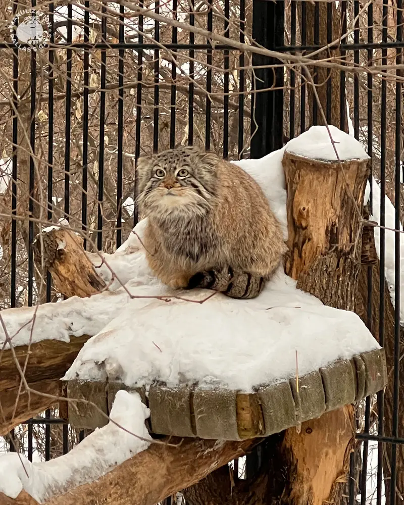 Фотография Евчика 2024 Г.р. Ⅳ в Новосибирском Зоопарке