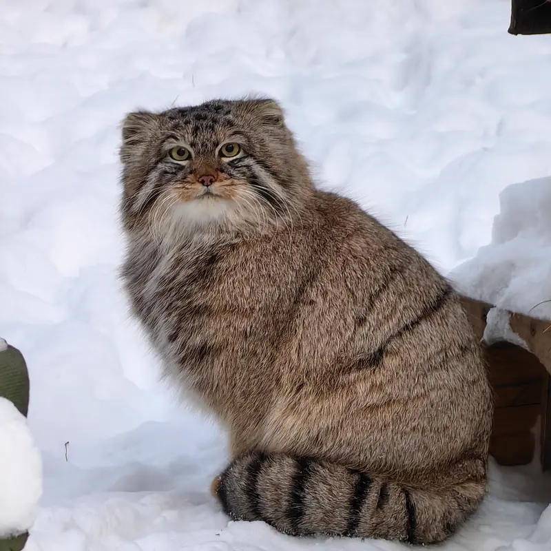 Фотография Лолошика 2024 Г.р. Ⅲ в Новосибирском Зоопарке