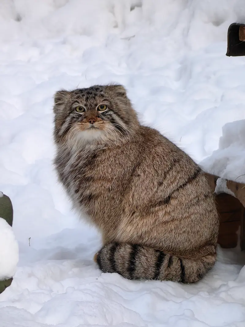 Фотография Лолошика 2024 Г.р. Ⅲ в Новосибирском Зоопарке