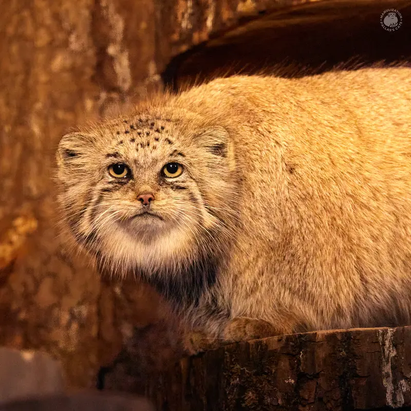 Фотография Намики в Ленинградском Зоопарке