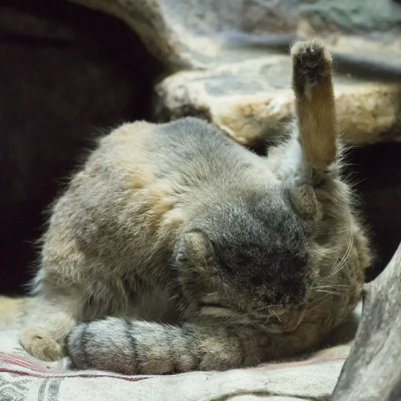 Фотография Примулы в Зоопарке Уено