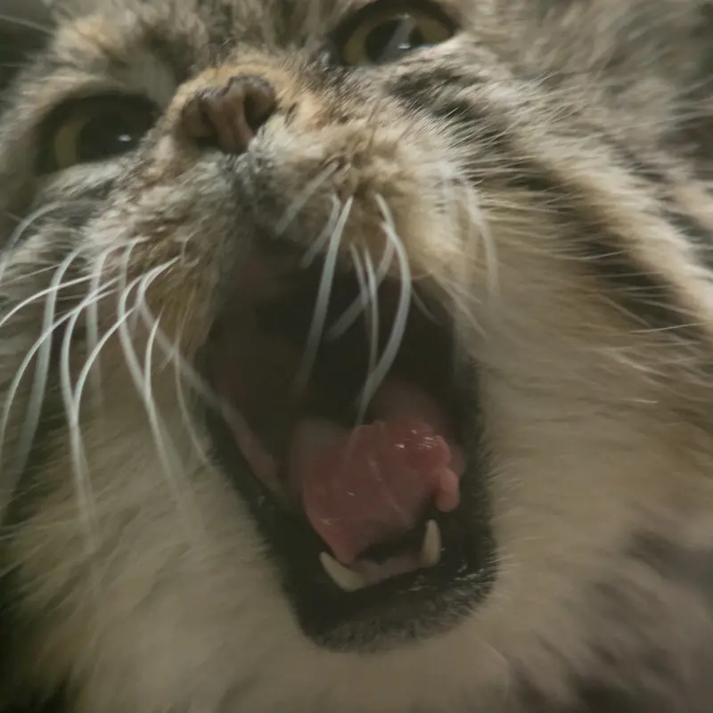 Фотография Примулы в Зоопарке Уено