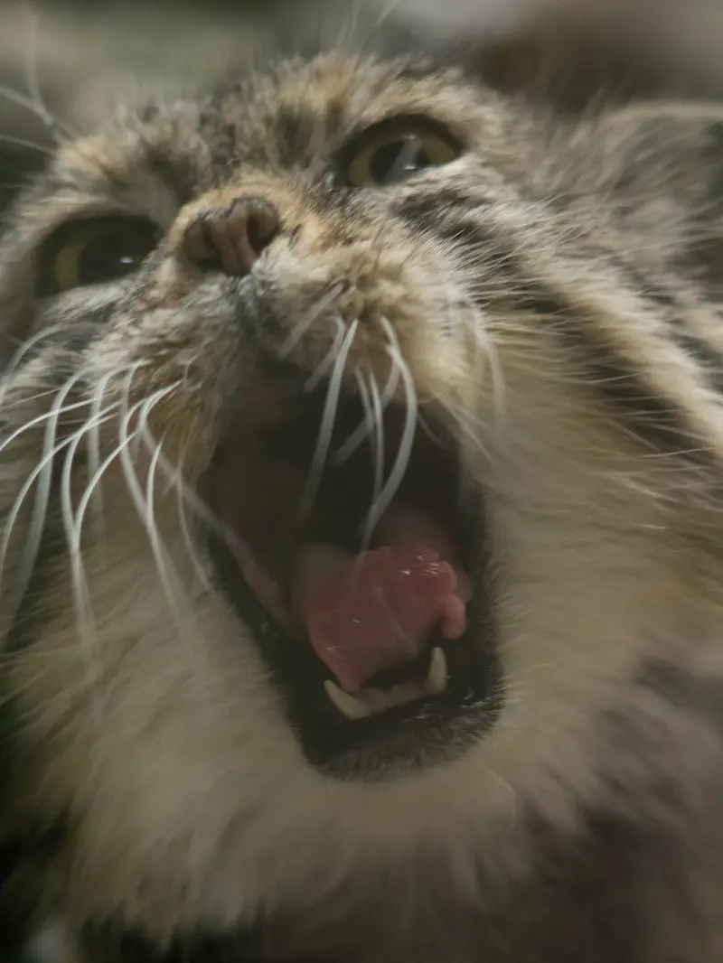 Фотография Примулы в Зоопарке Уено