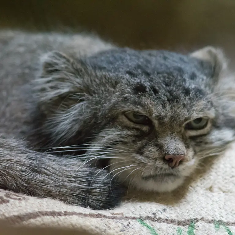 Фотография Клёна в Зоопарке Уено