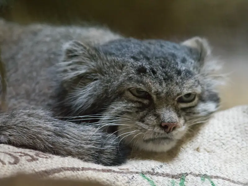 Фотография Клёна в Зоопарке Уено