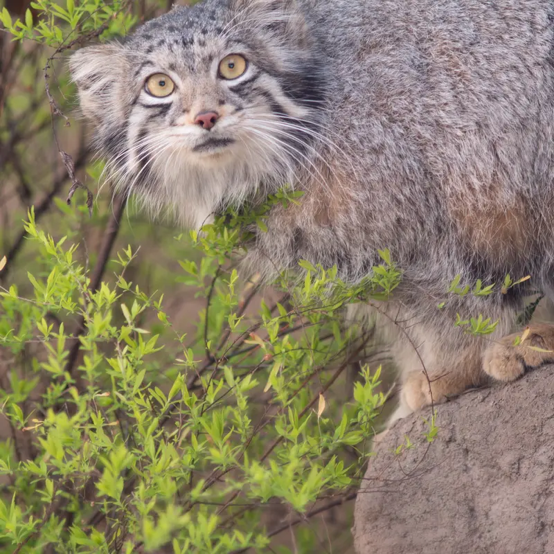 Фотография Ото в Детском зоопарке Сайтама