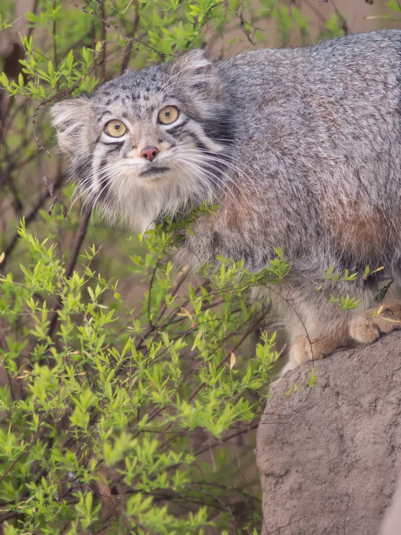 Фотография Ото в Детском зоопарке Сайтама