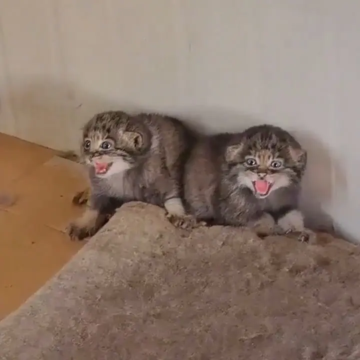 Фотография с манулом