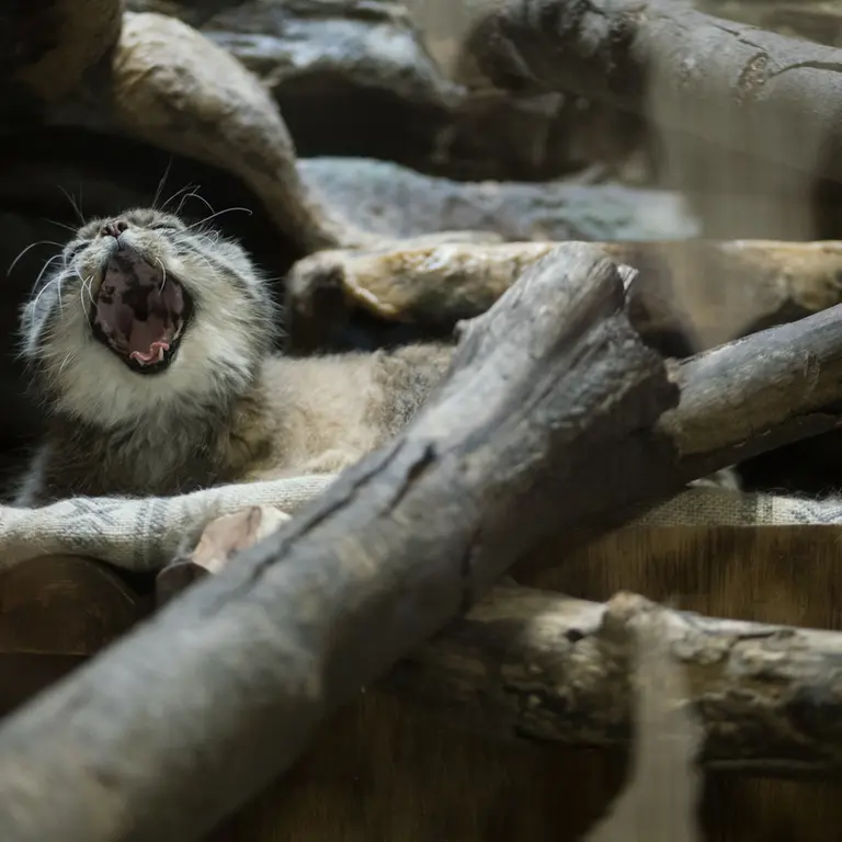 Фотография Примулы в Зоопарке Уено