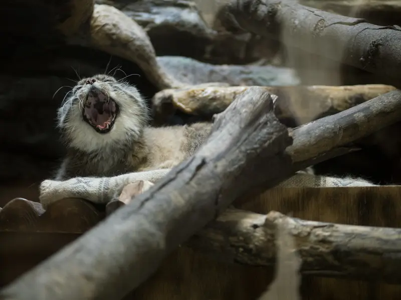 Фотография Примулы в Зоопарке Уено