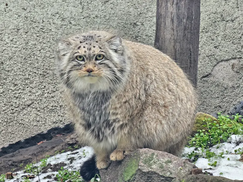 Фотография Бохуша в Будапештском Зоопарке