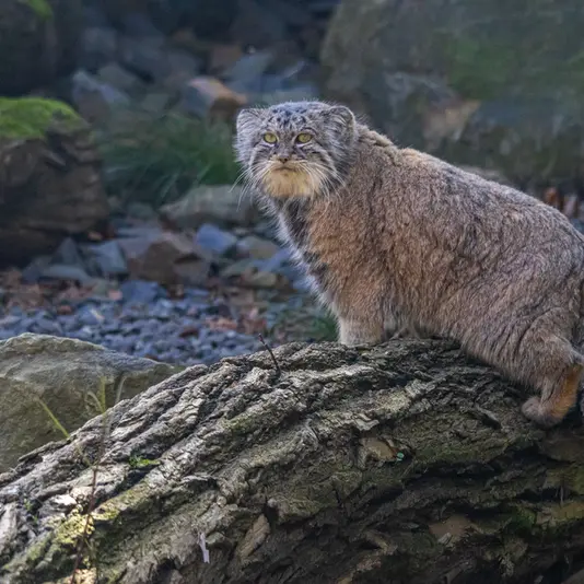 Фотография Мойры в Остравском Зоопарке