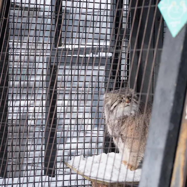 Фотография Груши в Зоопарке Асахияма