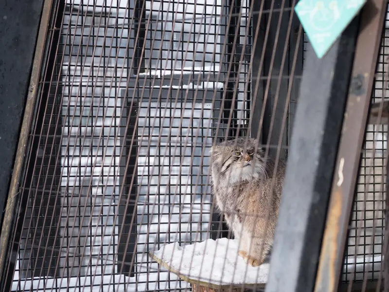 Фотография Груши в Зоопарке Асахияма