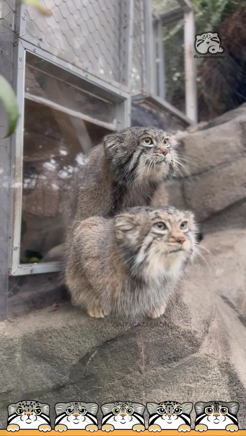 У Нар и Аз начался брачный сезон.