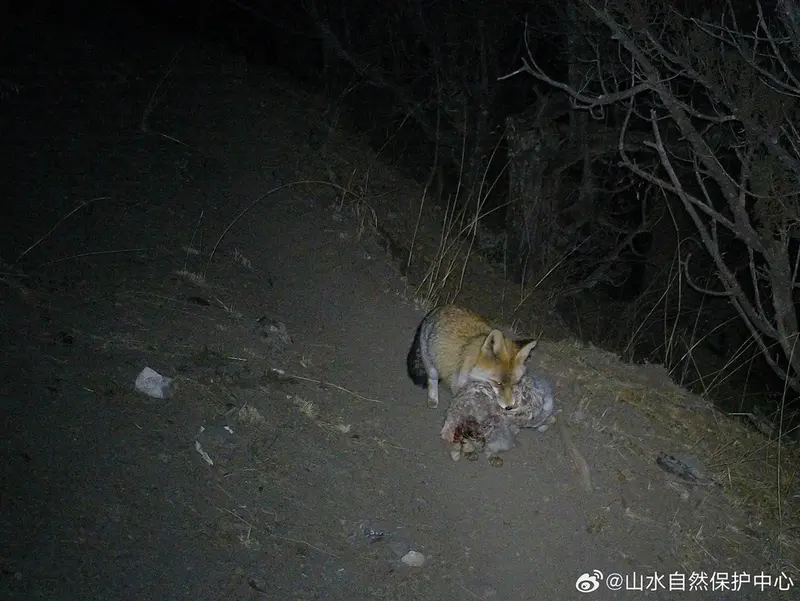 Фотография с манулом