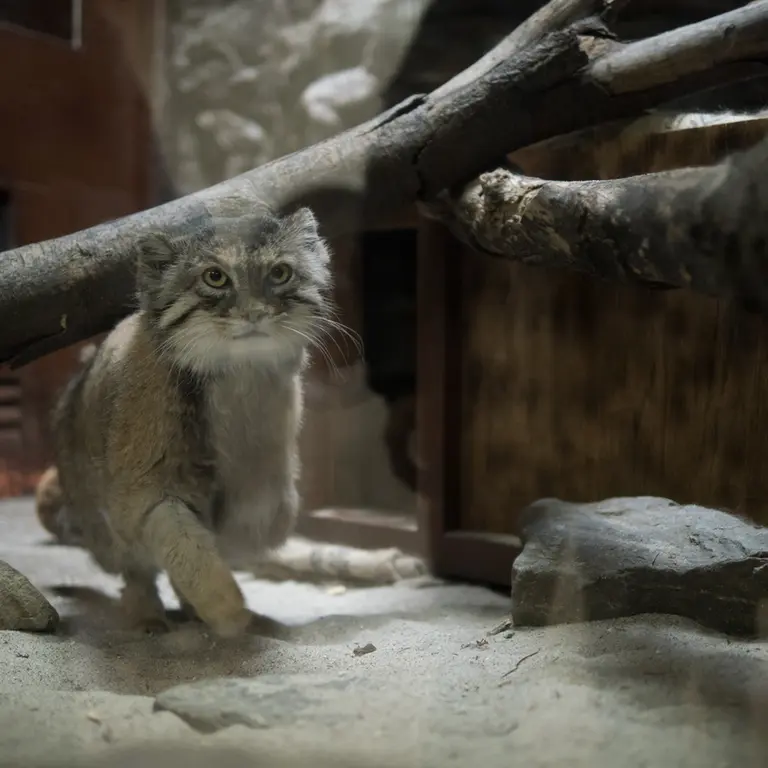 Фотография Примулы в Зоопарке Уено