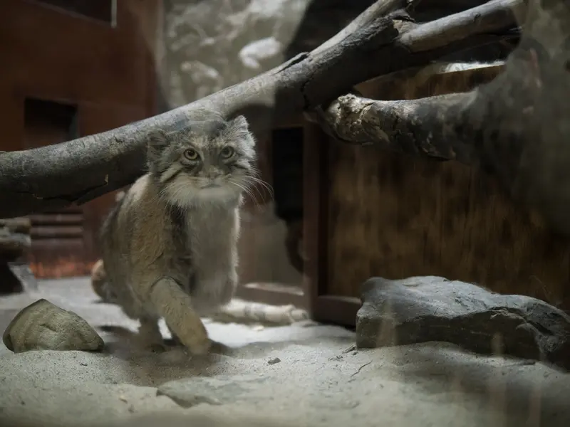 Фотография Примулы в Зоопарке Уено