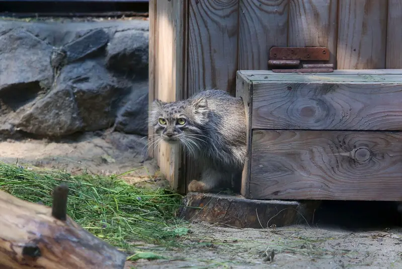 Фотография Айши в Новосибирском Зоопарке