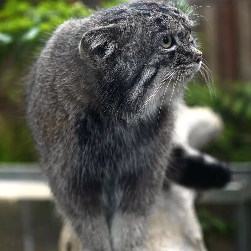 Фотография Нара в Царстве Животных Кобе