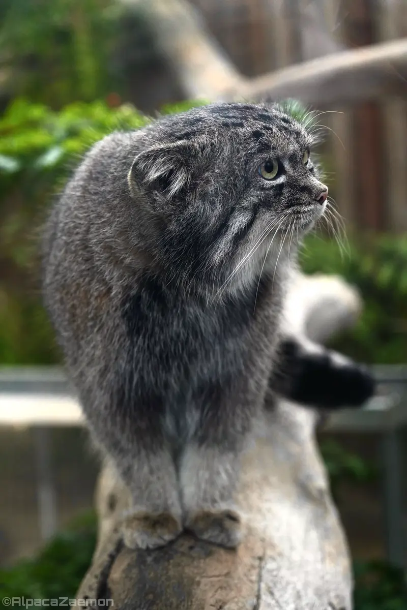 Фотография Нара в Царстве Животных Кобе