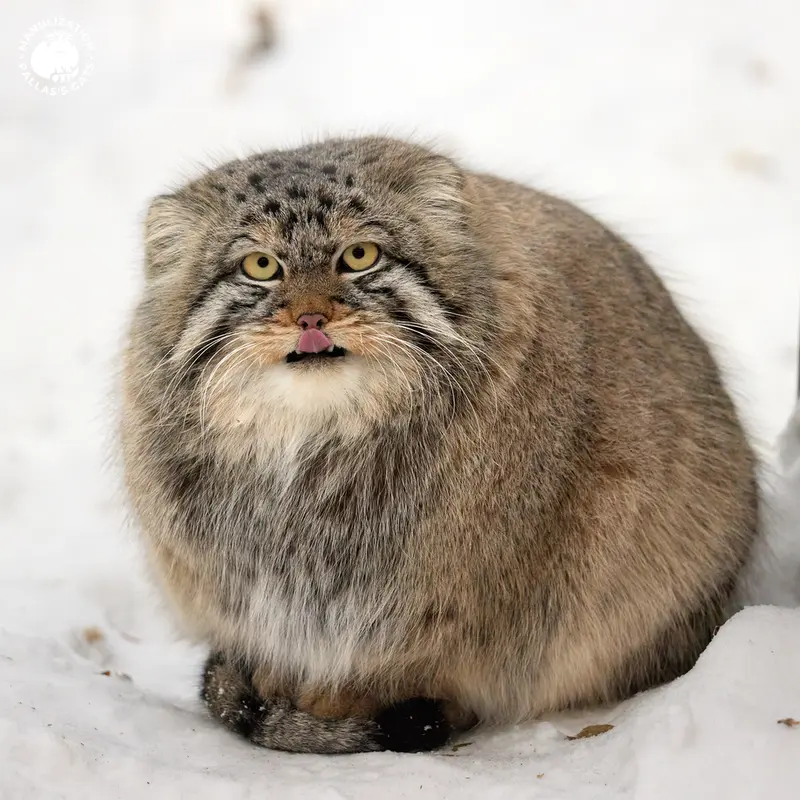 Фотография Брюса в Новосибирском Зоопарке