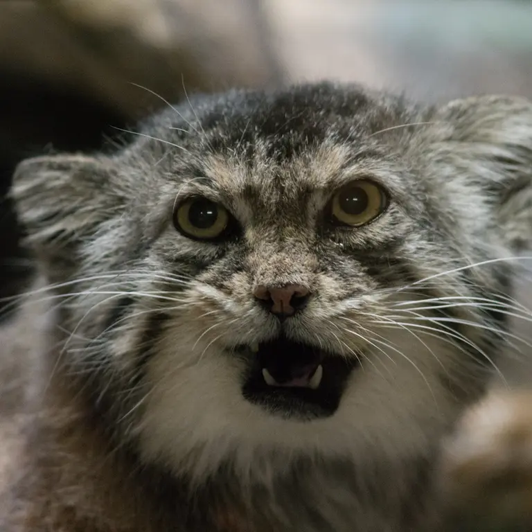 Фотография Примулы в Зоопарке Уено