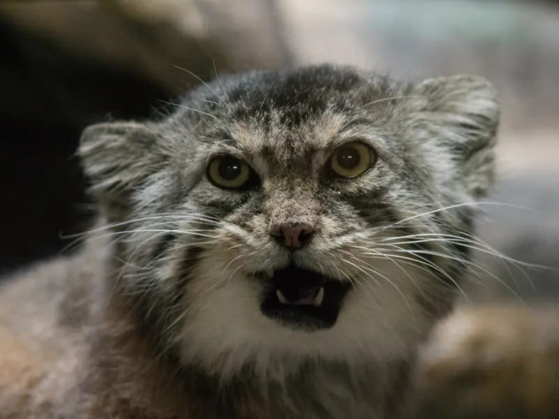 Фотография Примулы в Зоопарке Уено