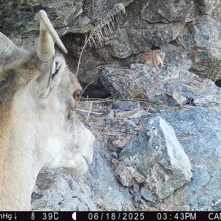 Фотография Аргали с фотоловушки Жунды 1