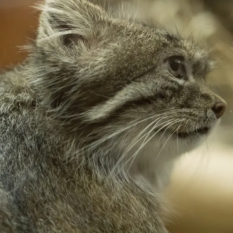 Фотография Клёна в Зоопарке Уено