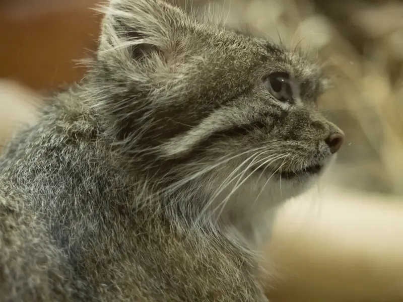 Фотография Клёна в Зоопарке Уено