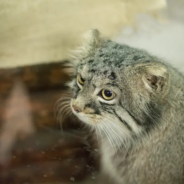 Фотография Фиги в Зоопарке Уено