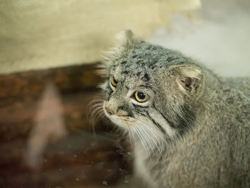 Фотография Фиги в Зоопарке Уено